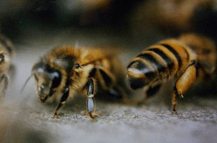 Une formation pour tous sur les abeilles