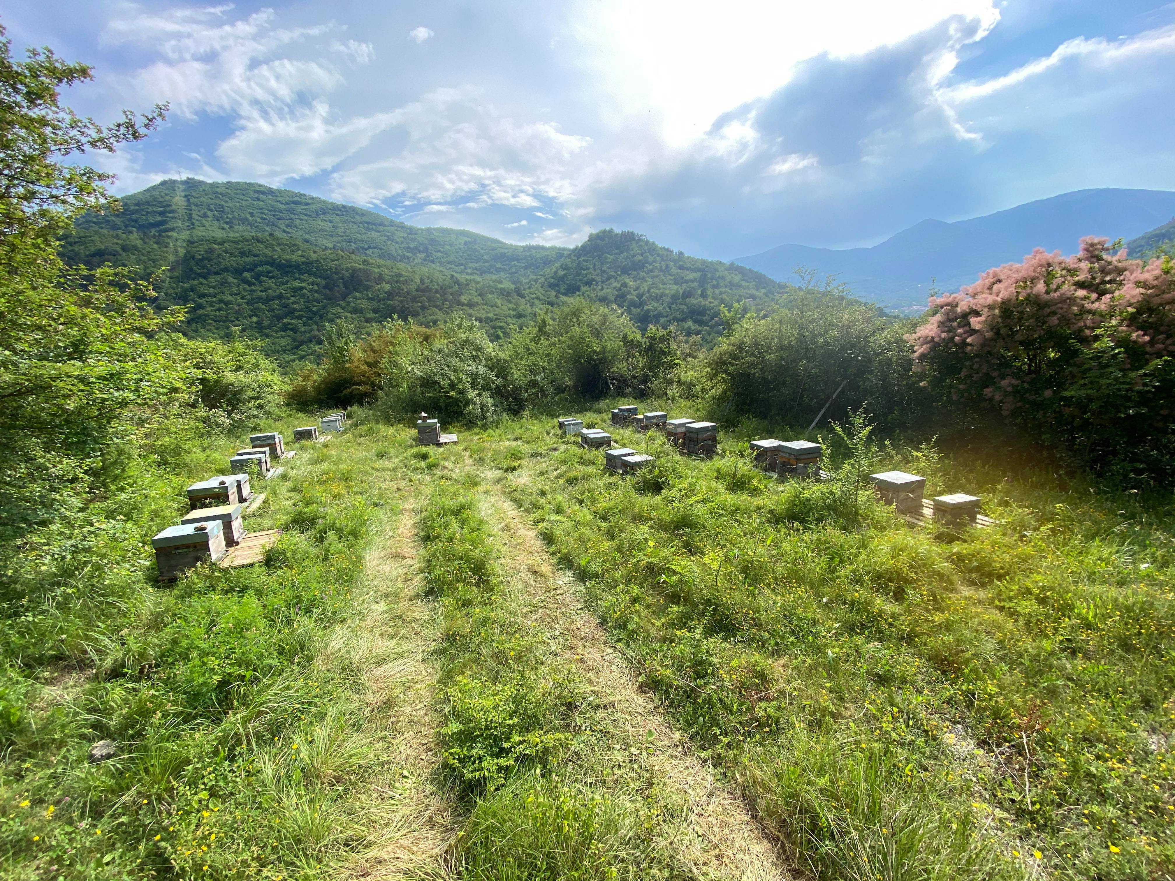 Des abeilles dans les Alpes