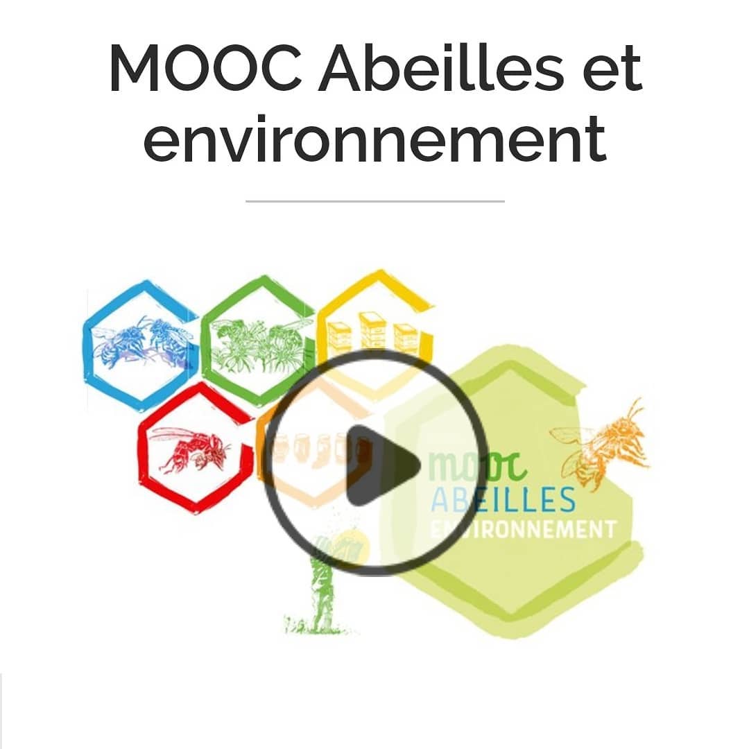 Une formation gratuite et en ligne sur « Abeilles et environnement »